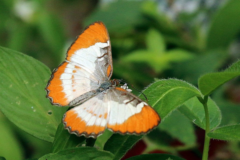Photo of Common mestra