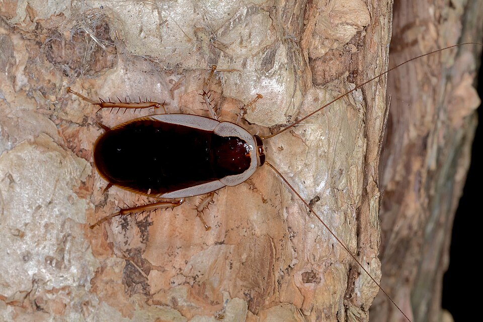 Photo of Common methana