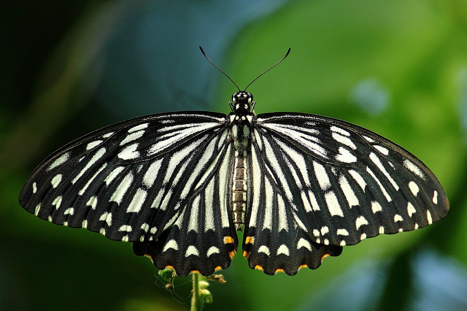 Photo of Common mime swallowtail
