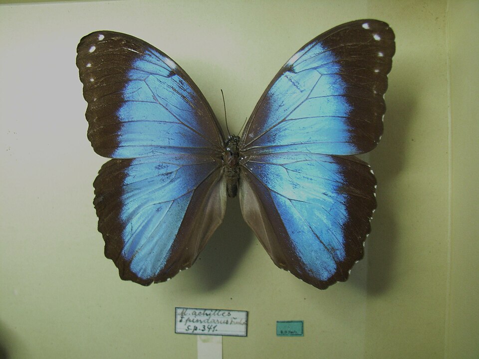 Photo of Common morpho