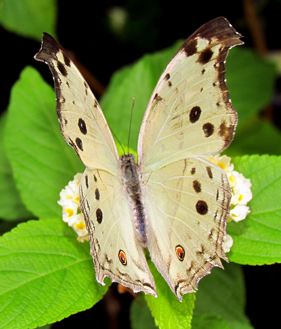 Photo of Common mother-of-pearl