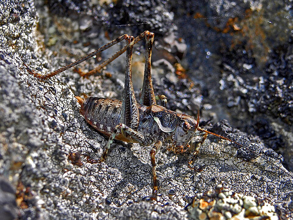 Photo of Common mountain bush-cricket