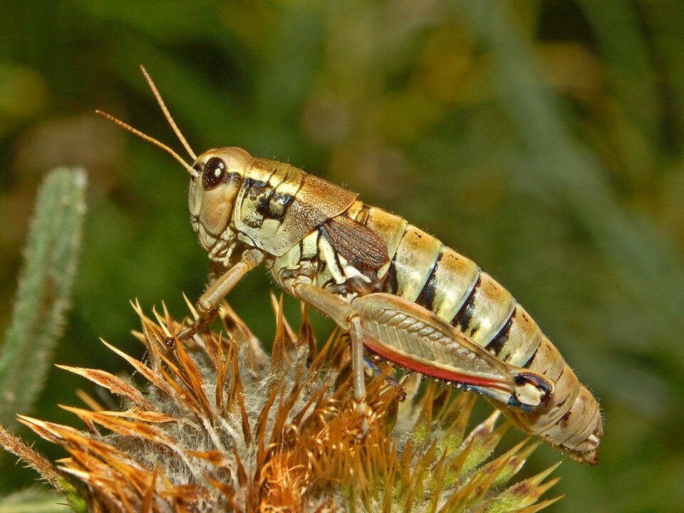 Photo of Common mountain grasshopper