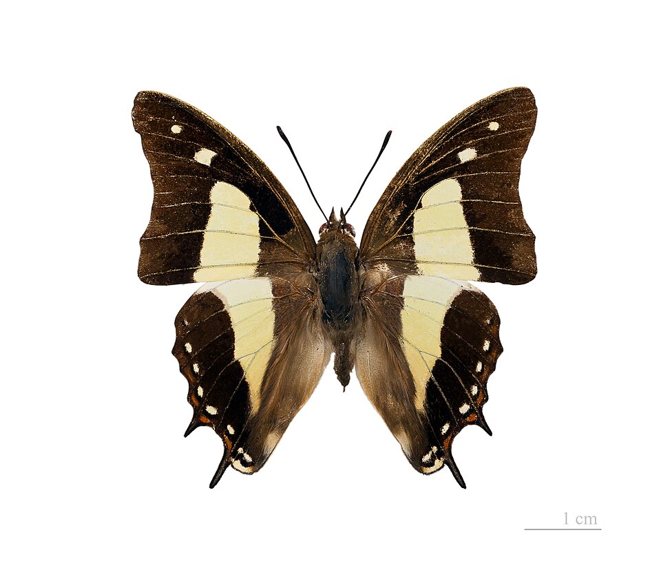 Photo of Common nawab