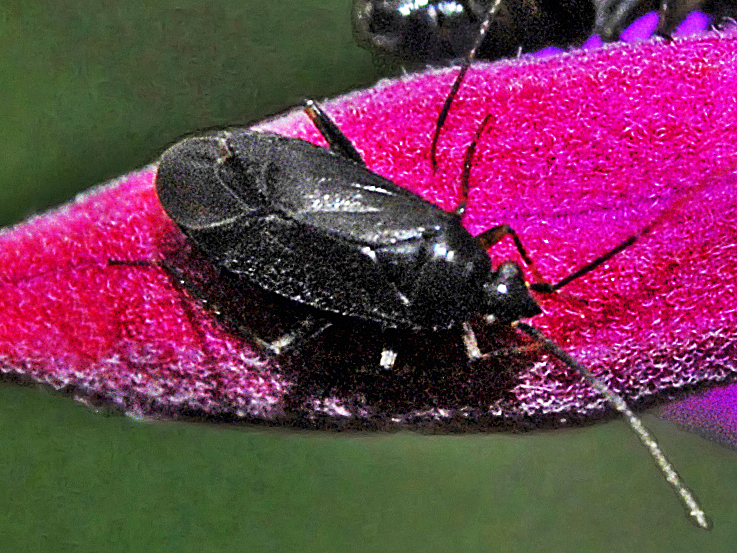 Photo of Common nettle flower bug