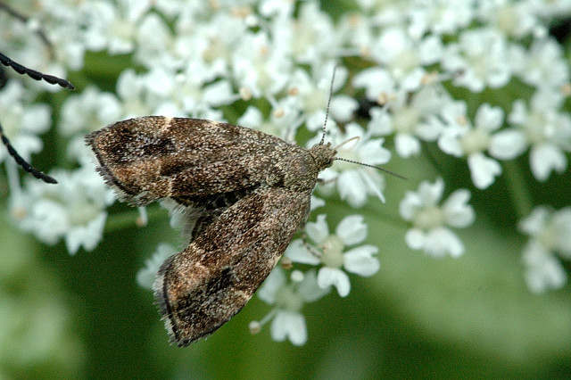 Photo of Common nettle-tap