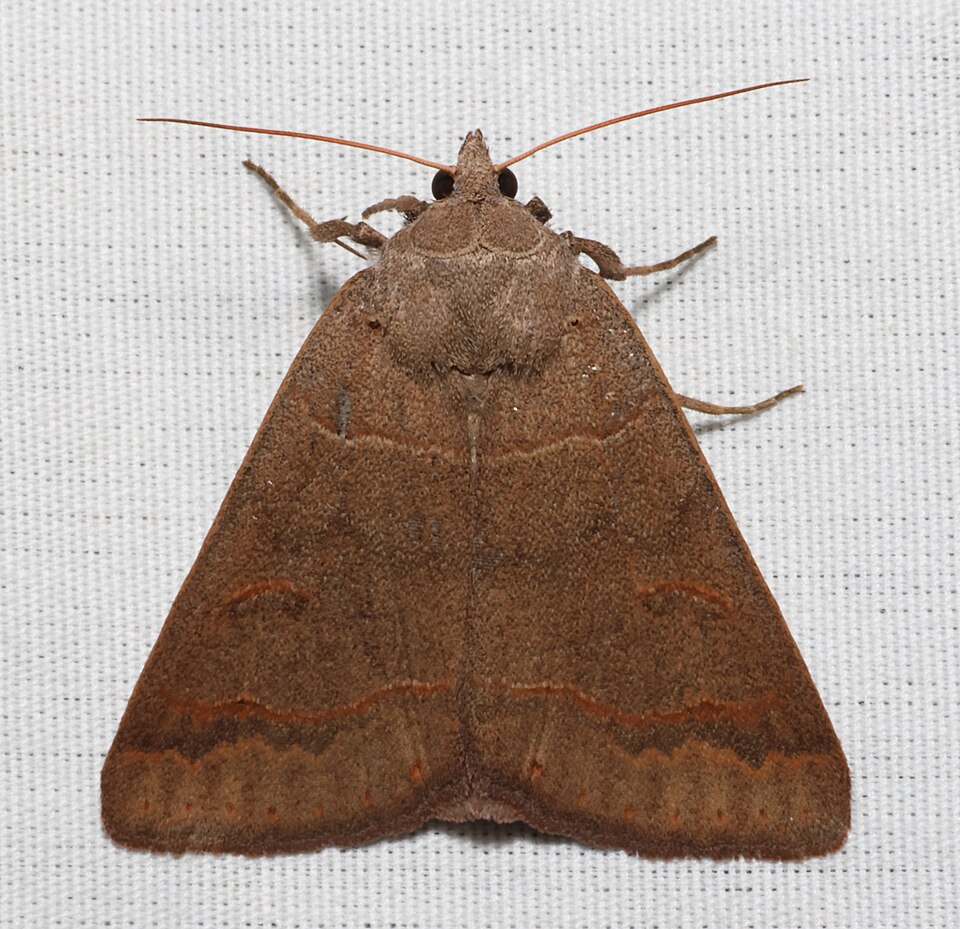 Photo of Common oak moth