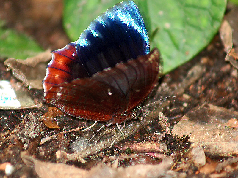 Photo of Common palmfly