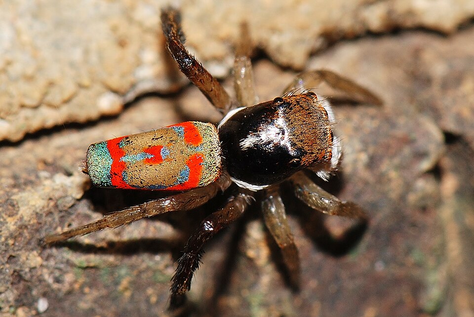 Photo of Common peacock spider