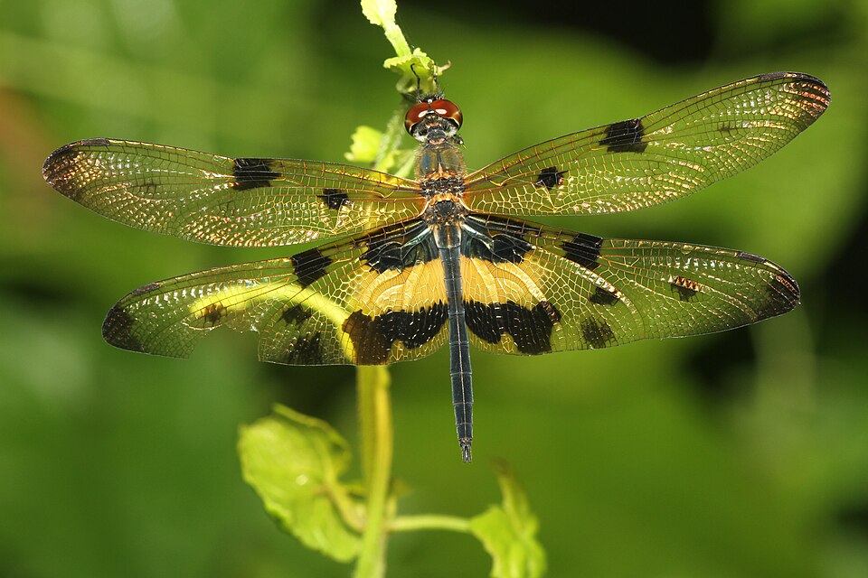 Photo of Common picture wing