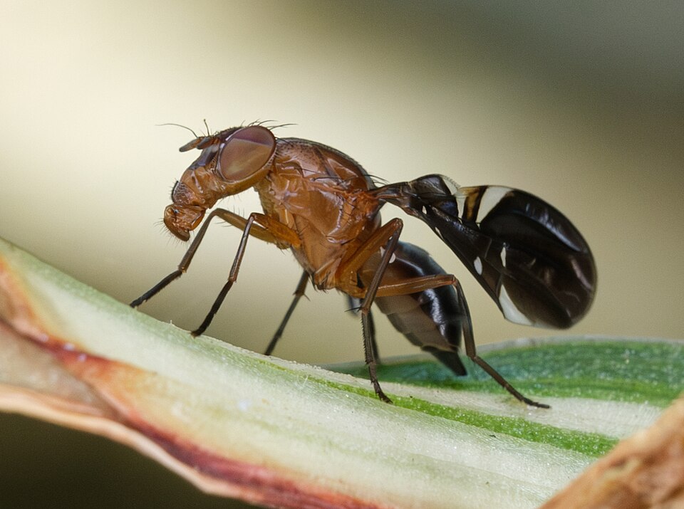 Photo of Common picture-winged fly
