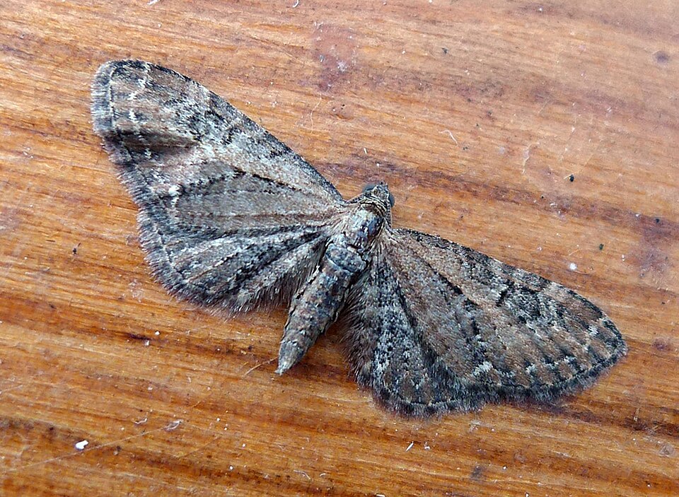 Photo of Common pug