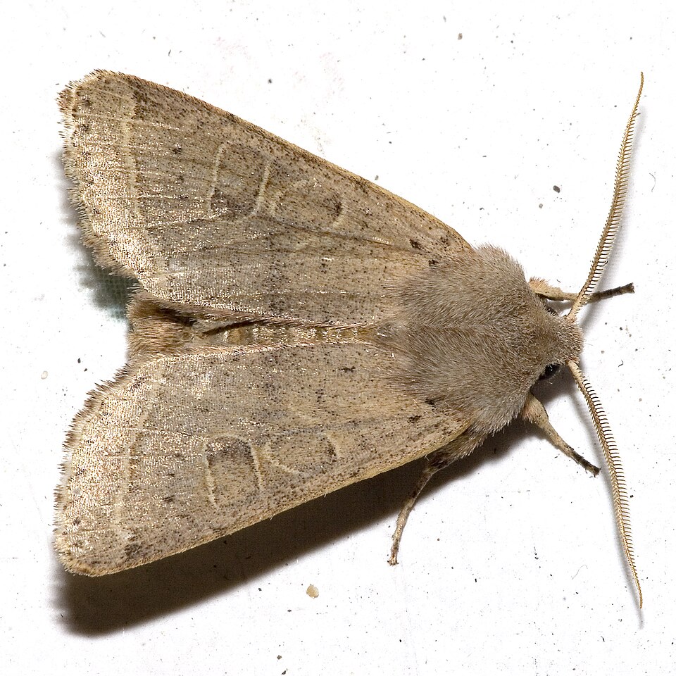 Photo of Common quaker