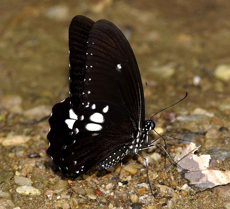 Photo of Common raven butterfly