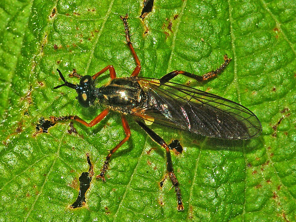Photo of Common red-legged robberfly