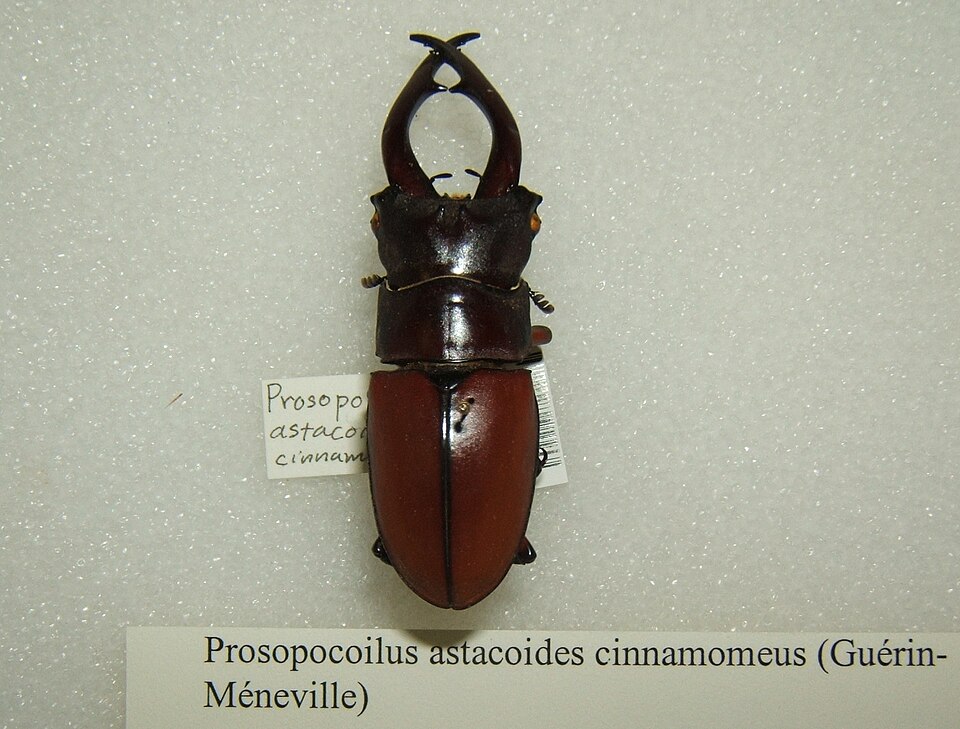 Photo of Common red stag beetle