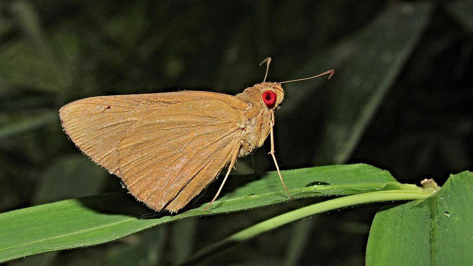Photo of Common redeye