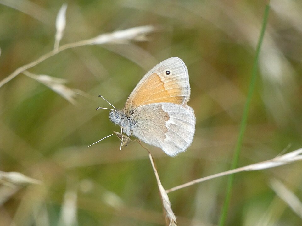 Photo of Common ringlet