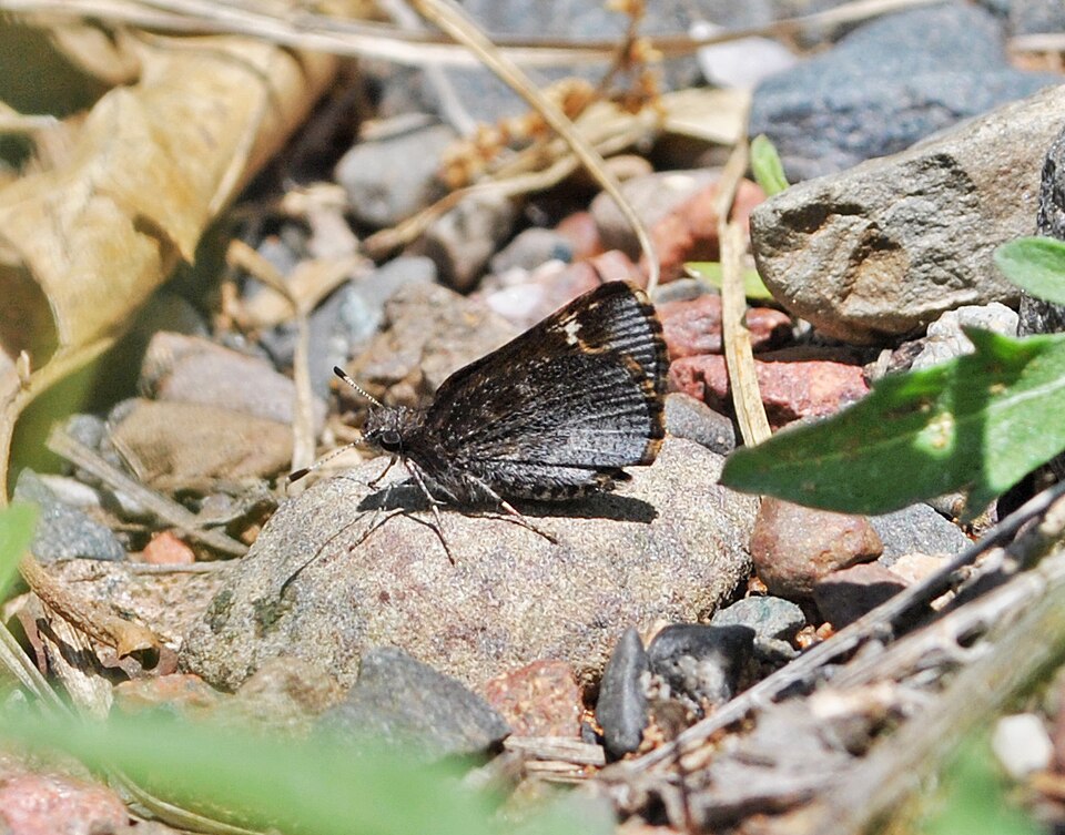 Photo of Common roadside-skipper