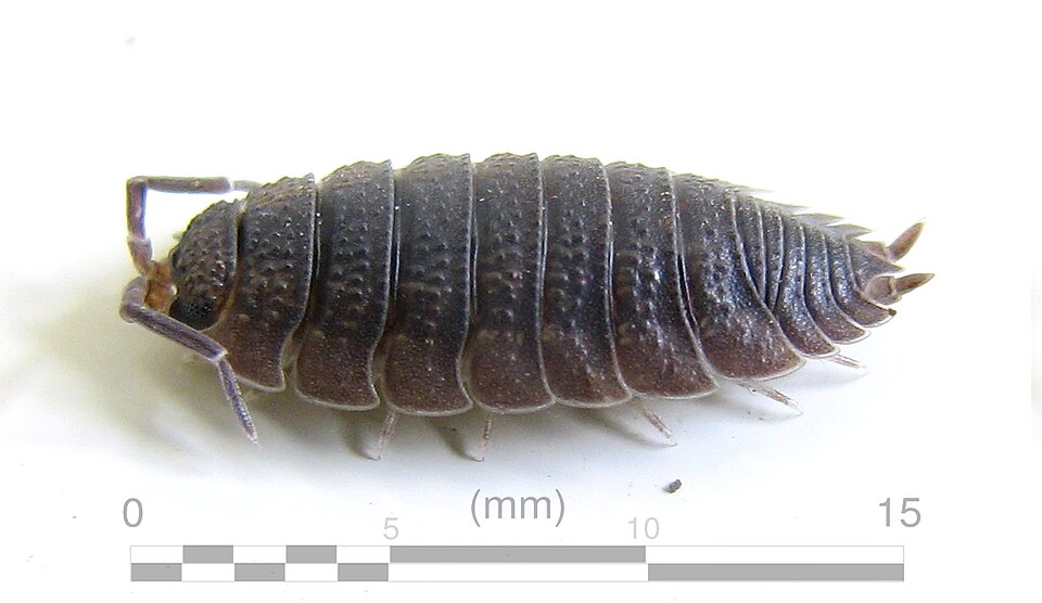 Photo of Common rough woodlouse