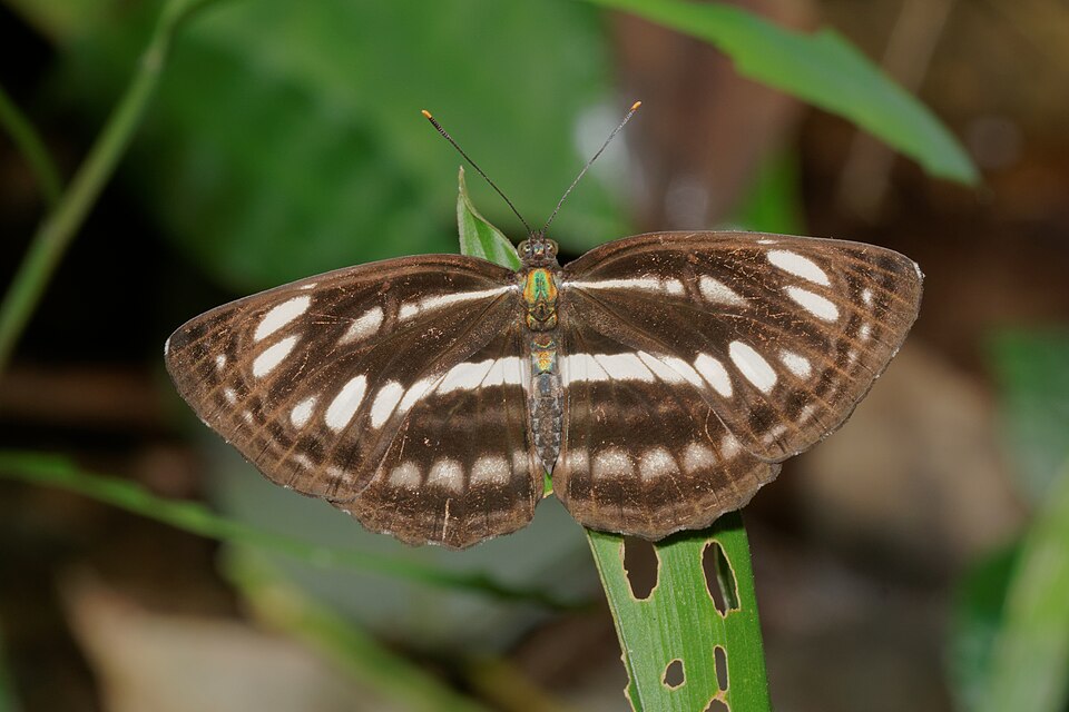 Photo of Common sailer