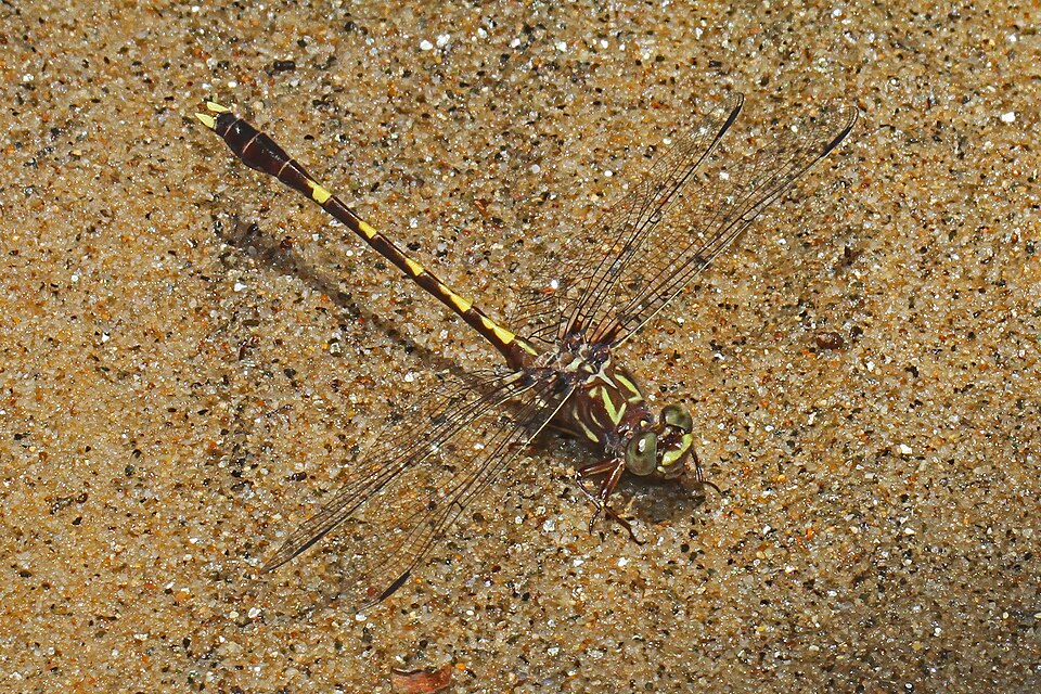 Photo of Common sanddragon