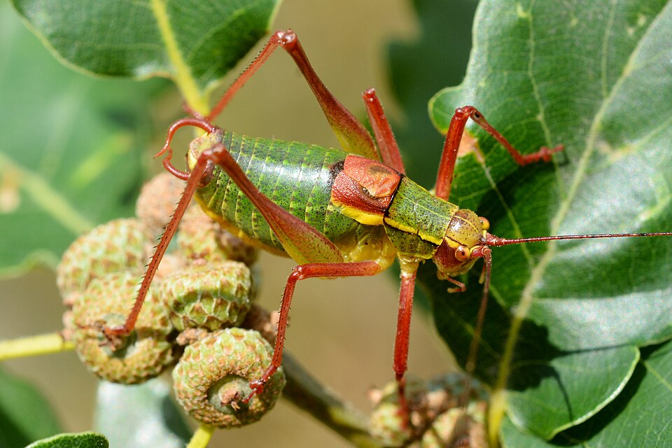 Photo of Common saw bush-cricket