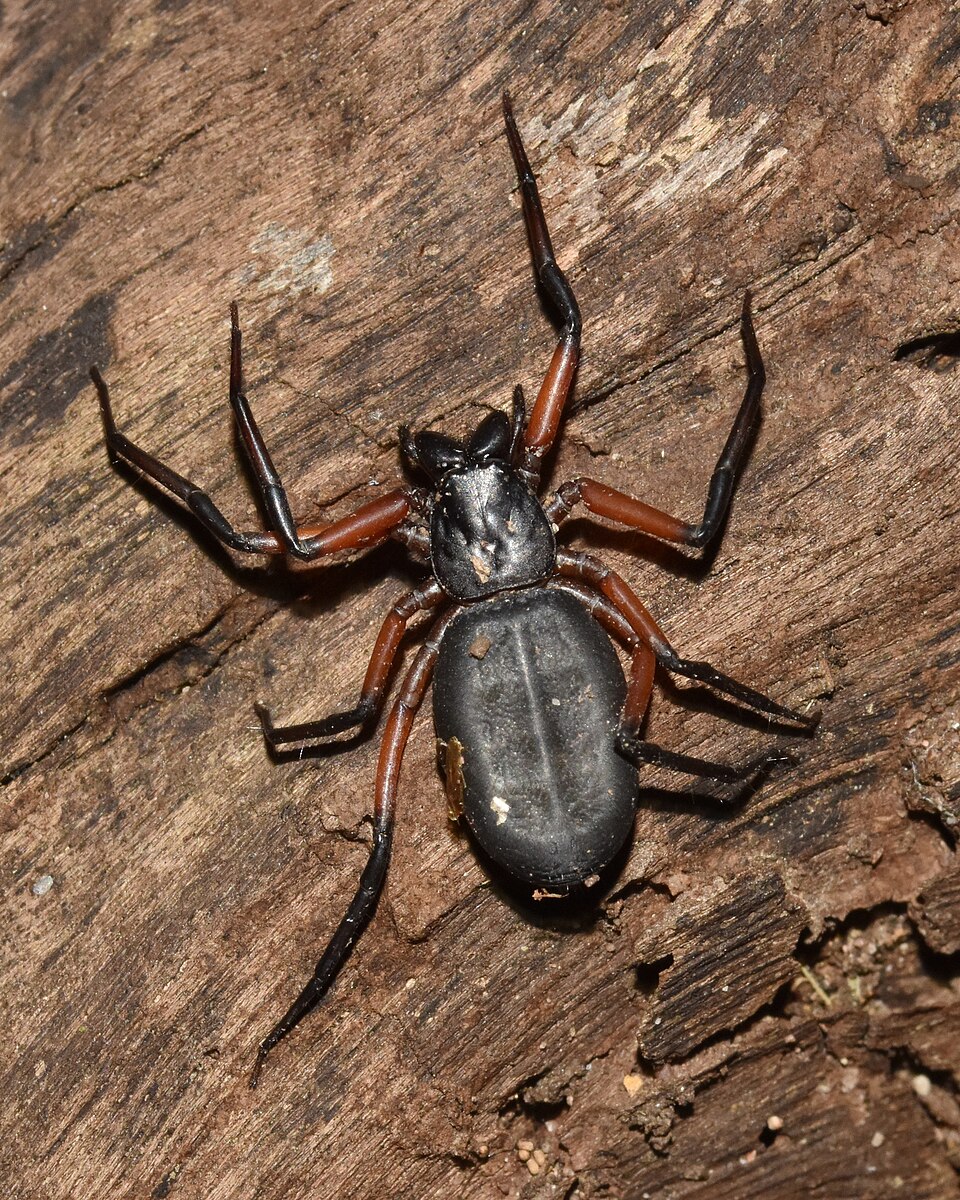 Photo of Common scorpion spider