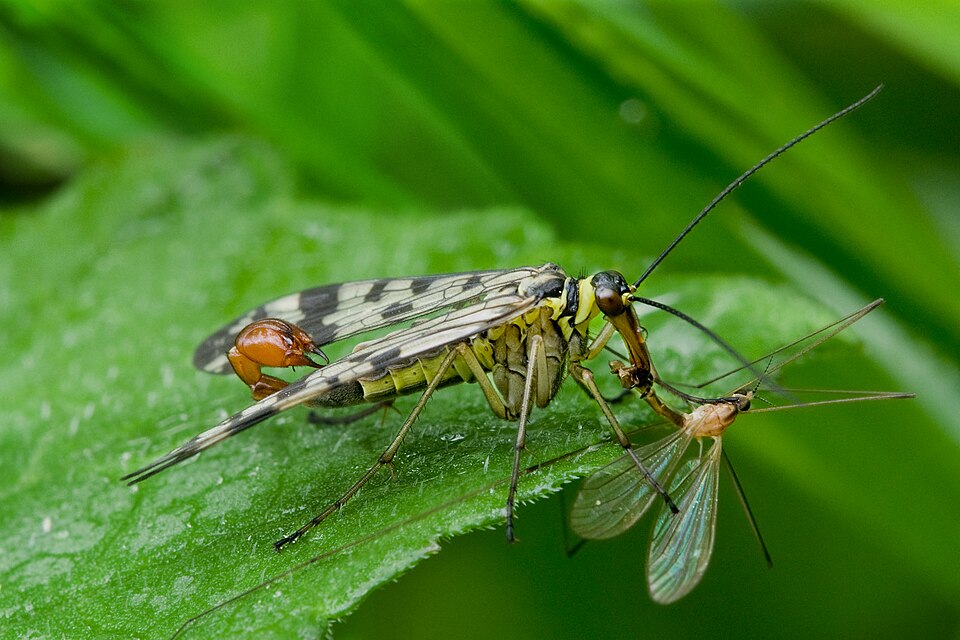 Photo of Common scorpionfly