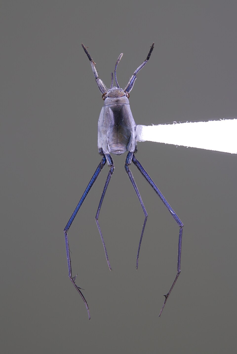 Photo of Common sea skater