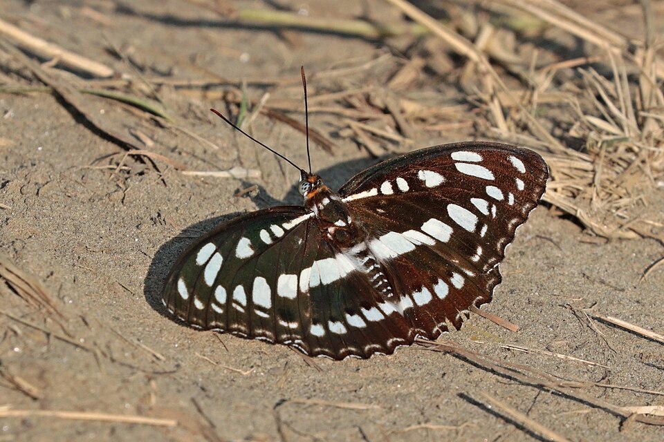 Photo of Common sergeant