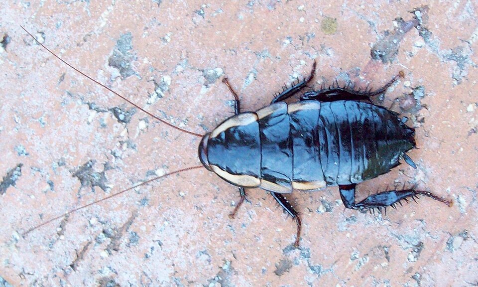Photo of Common shining cockroach