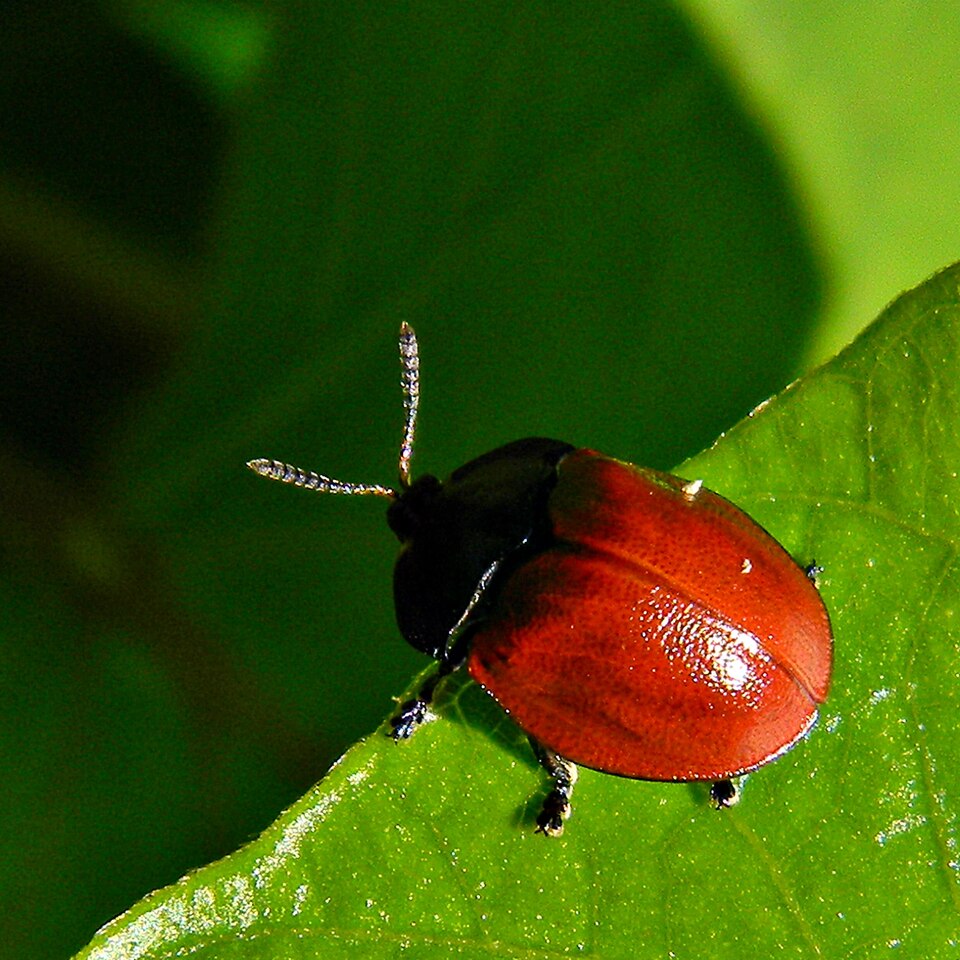Photo of Common sieve tortoise beetle
