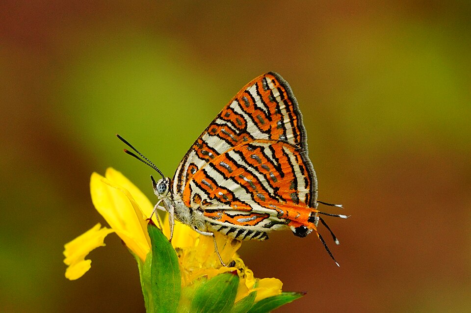 Photo of Common silverline
