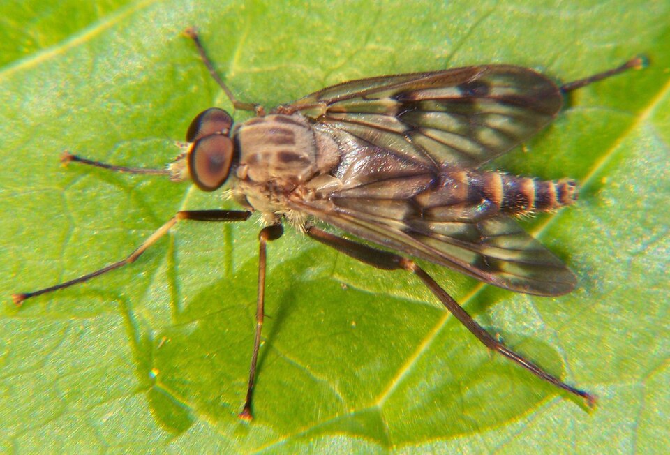 Photo of Common snipe fly