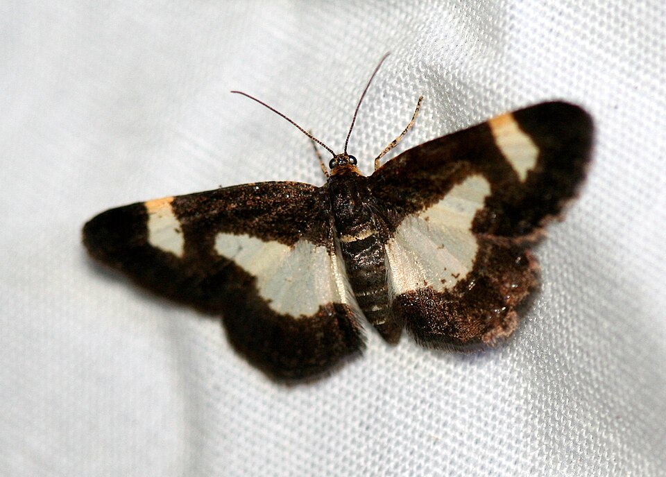 Photo of Common spring moth