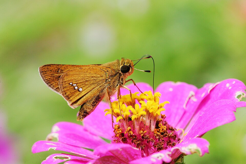 Photo of Common straight swift