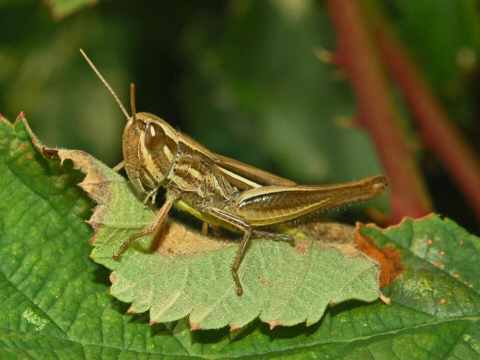 Photo of Common straw grasshopper