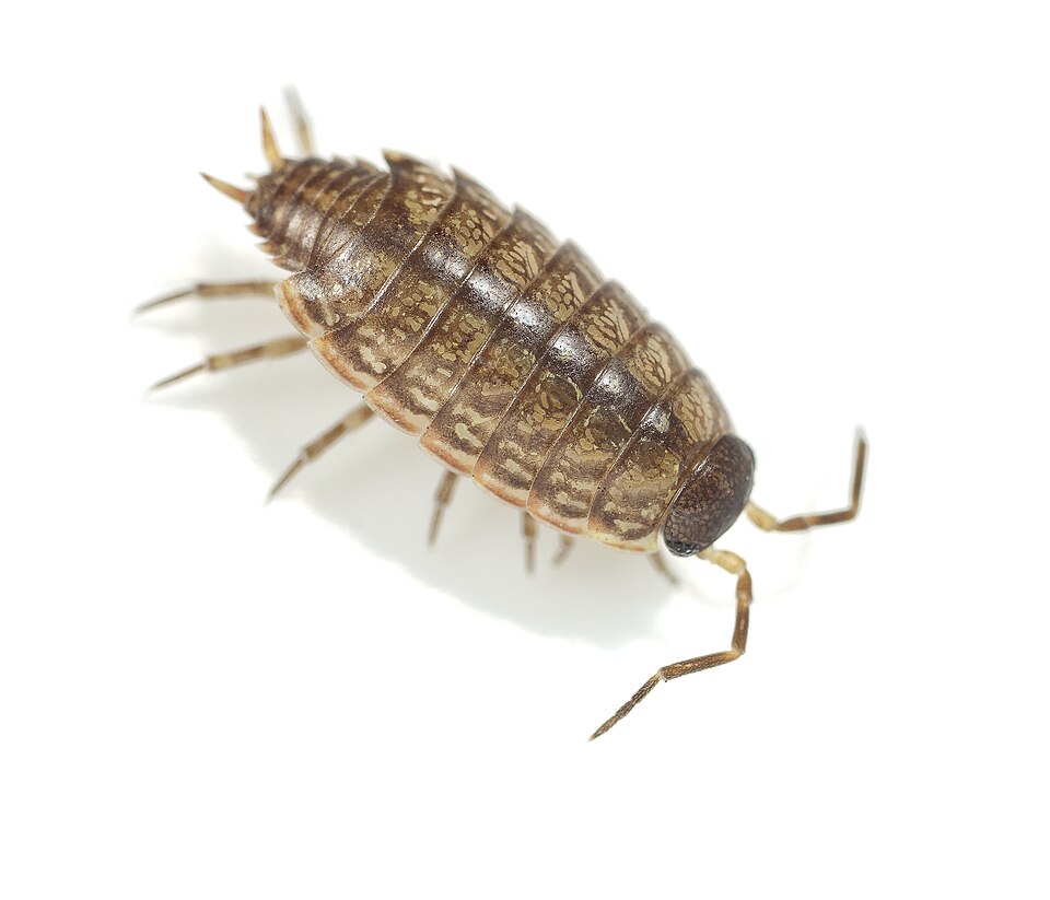 Photo of Common striped woodlouse
