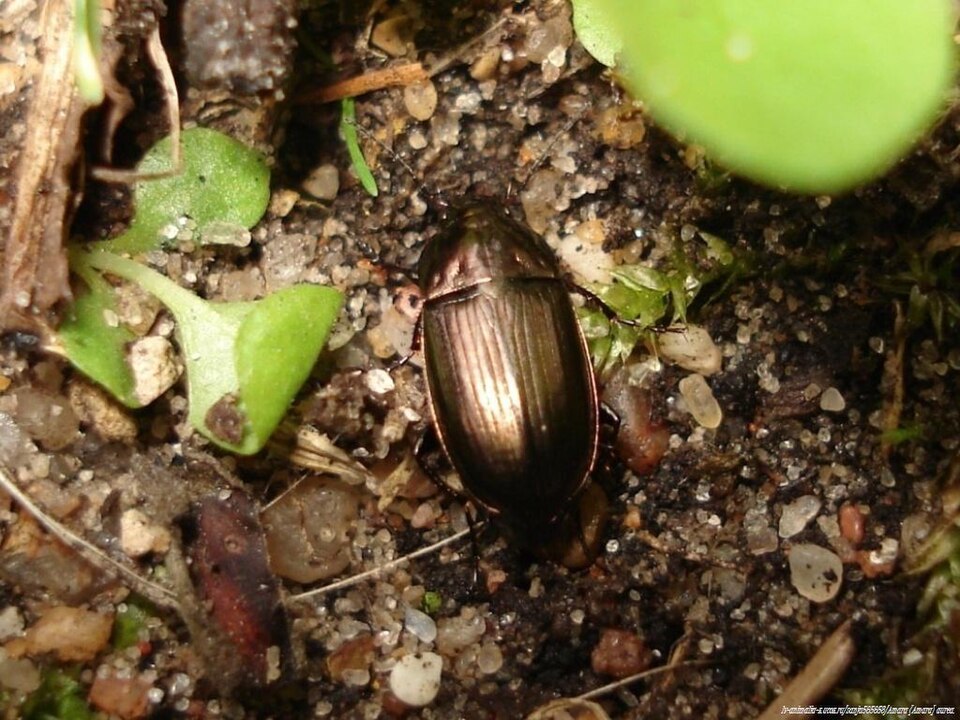 Photo of Common sun beetle