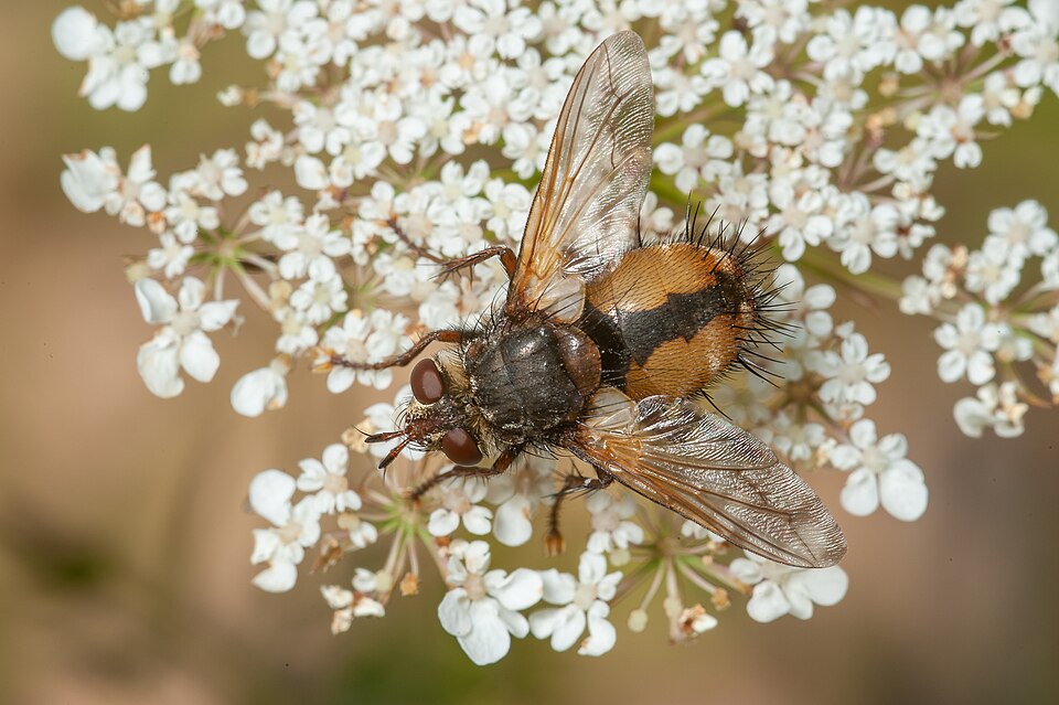 Photo of Common tachinid