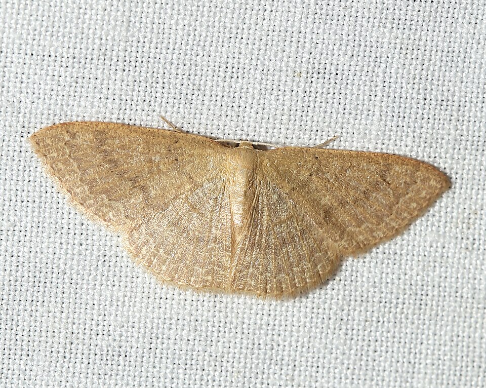 Photo of Common tan wave