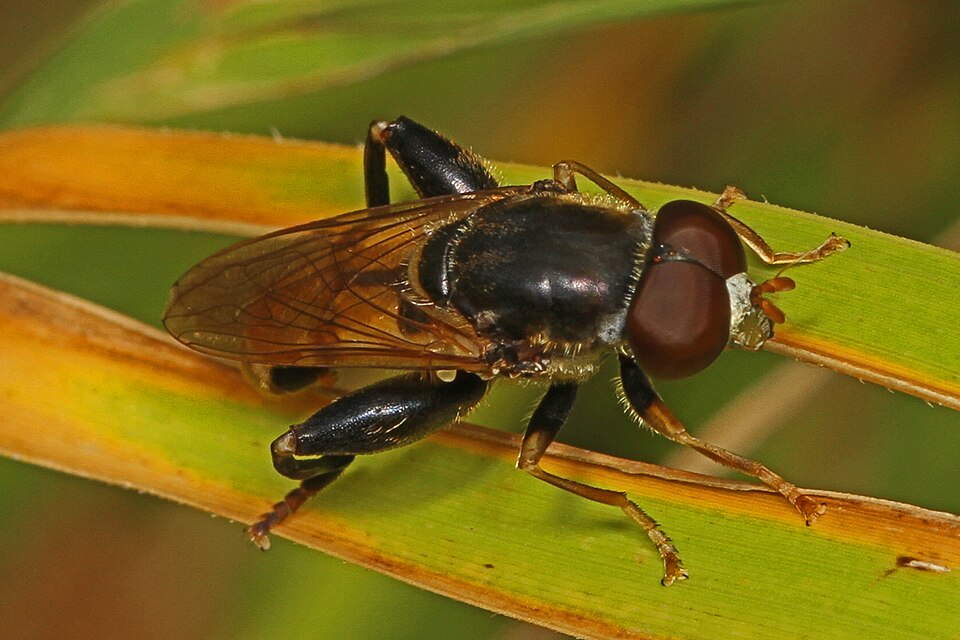 Photo of Common thick-leg fly