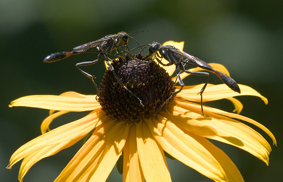 Photo of Common thread-waisted wasp