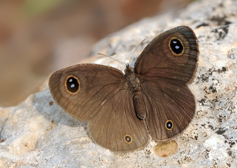 Photo of Common three-ring