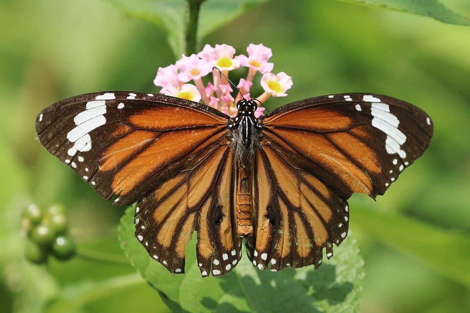Photo of Common tiger butterfly