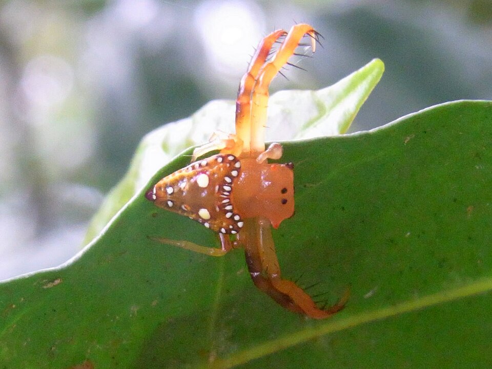 Photo of Common triangular spider