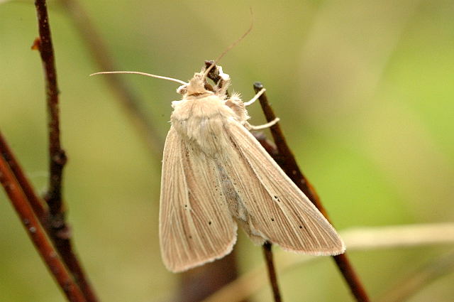 Photo of Common wainscot