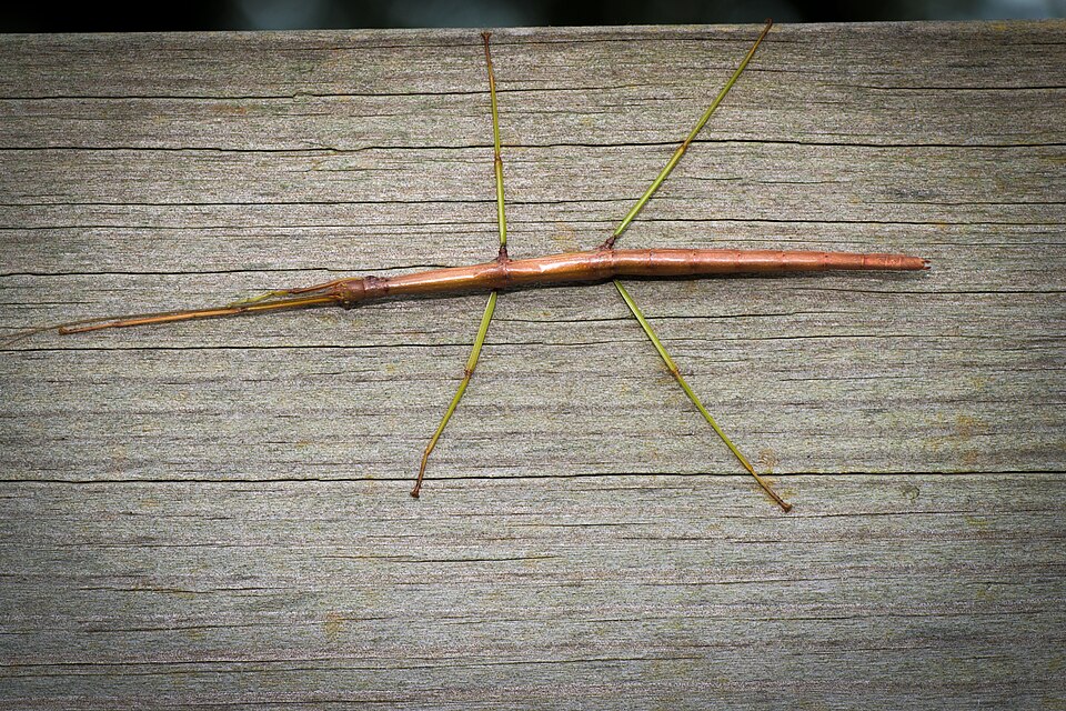 Photo of Common walkingstick