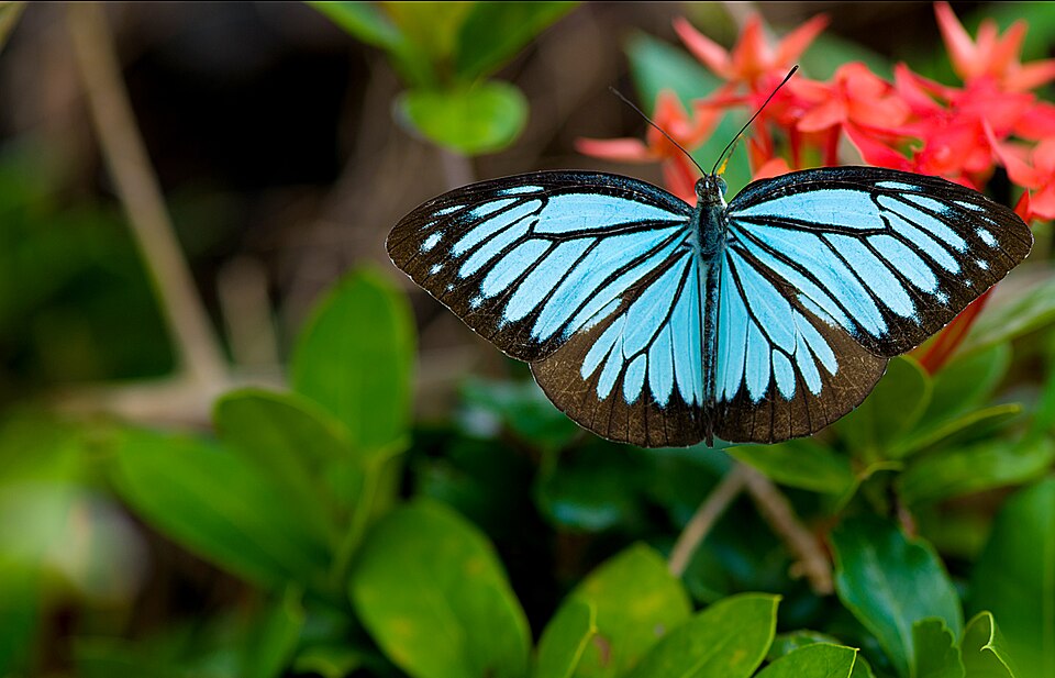 Photo of Common wanderer